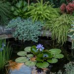 best aquatic landscape plants