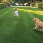 low maintenance year round green